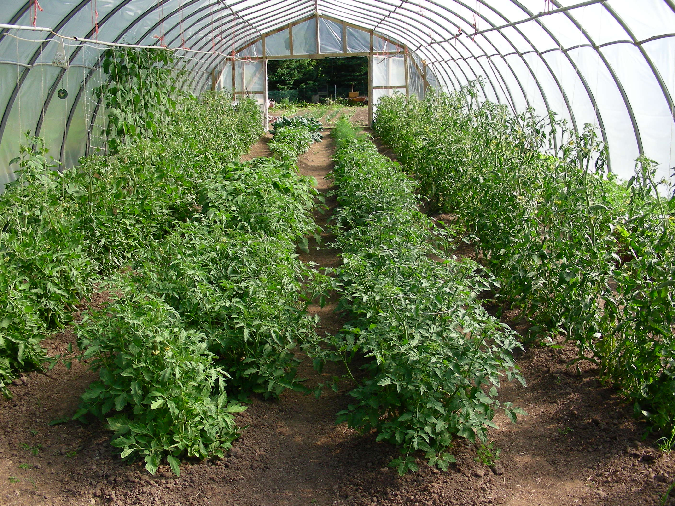 Сколько кустов томатов можно посадить. Помидоры в теплице. Парник для помидоров. Рассада томатов в теплице. Теплица с помидорами.